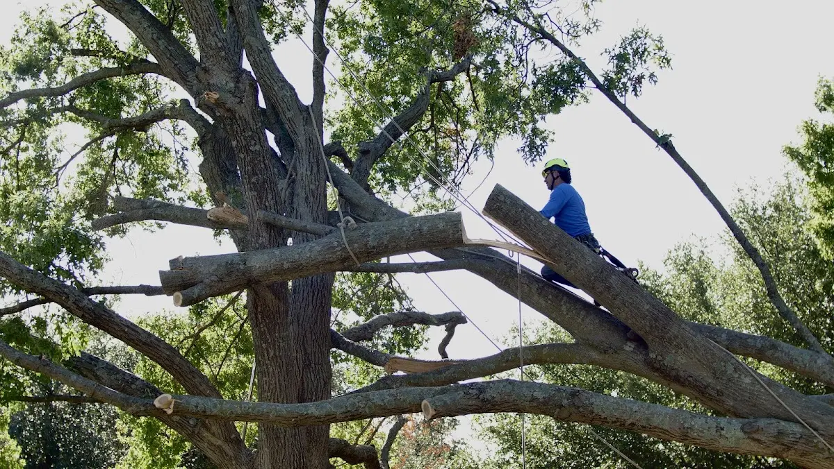 Professional Hazardous Tree Removal performed by certified arborists in Mc Cool Junction